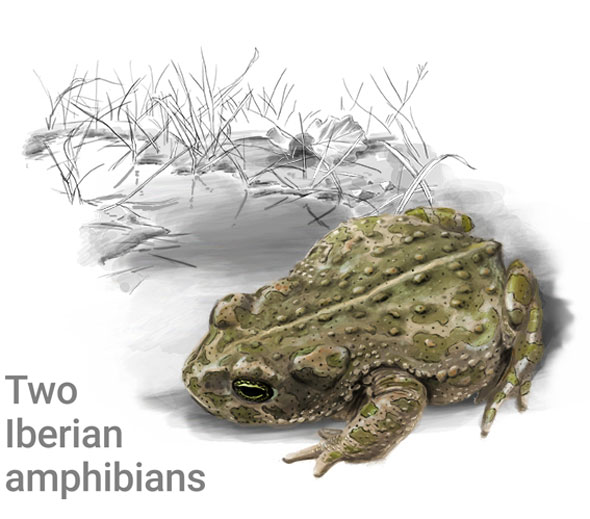 Amphibians