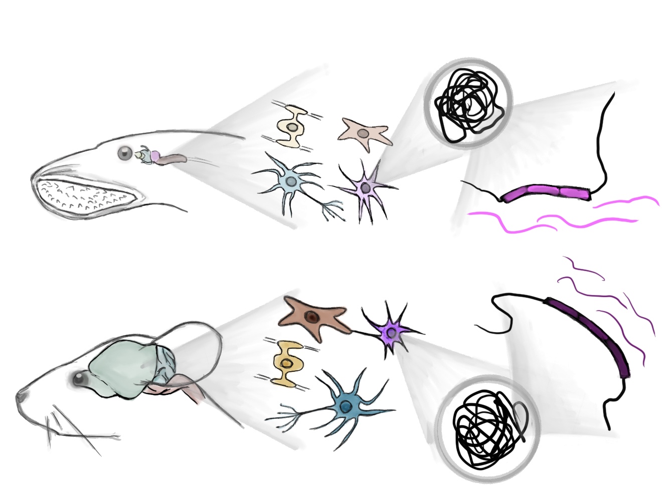 Drawing Life... and Science | EvoCell [Francisca Hervas' presentation]