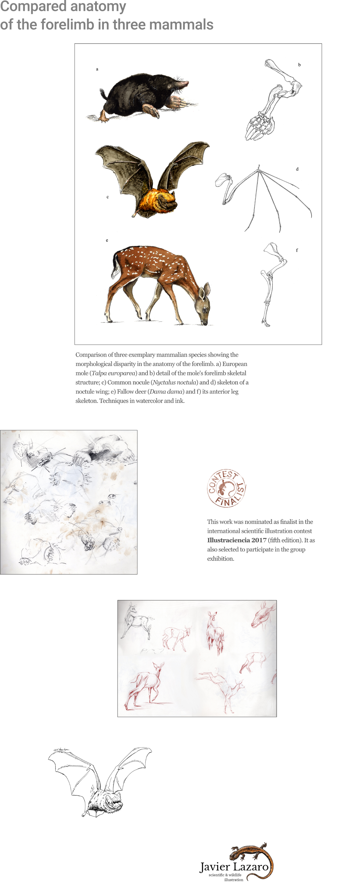 Compared anatomy of forelimbs in three mammals - finalist Illustraciencia 2017