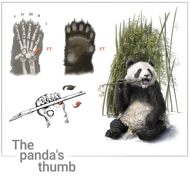 The panda's thumb