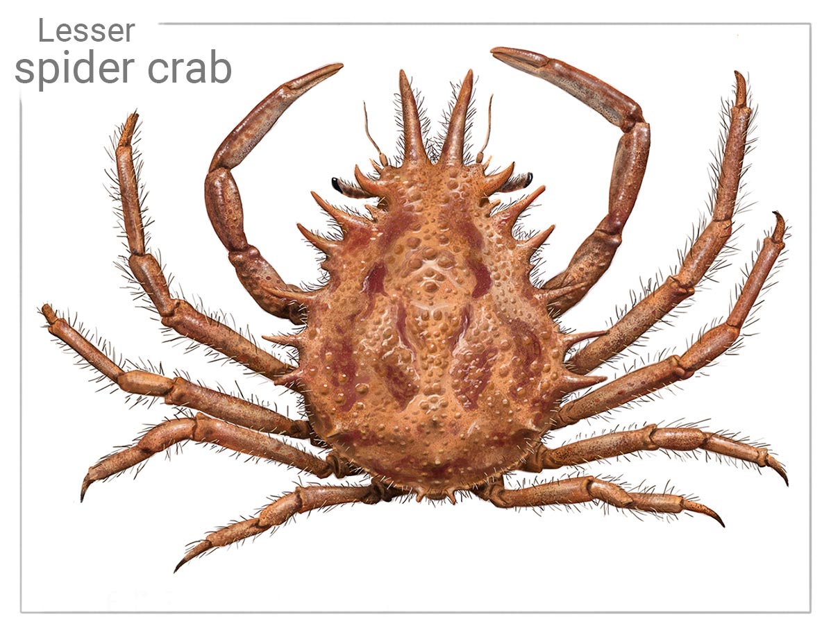 Lesser spider crab