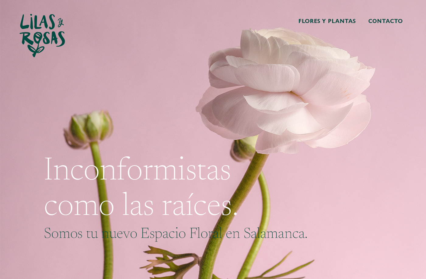 Lilas y Rosas